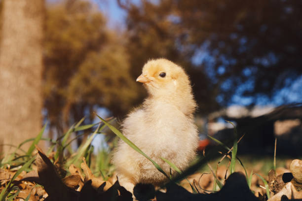 Chick during spring on poultry farm