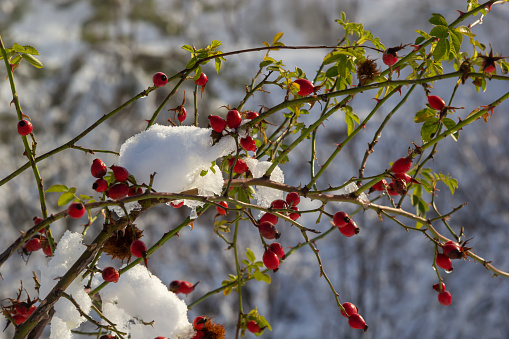 the red berries of a rose-hip in the winter in snow.
