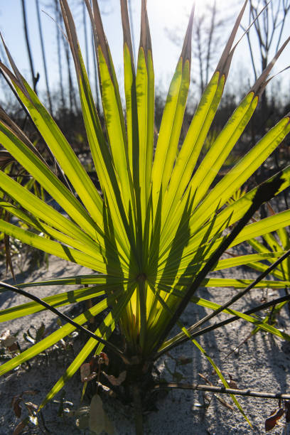 recuperando el bosque quemado con hojas retroiluminadas de saw palmetto y sombras puntiagudas bifurcadas en él - florida palm tree sky saw palmetto fotografías e imágenes de stock