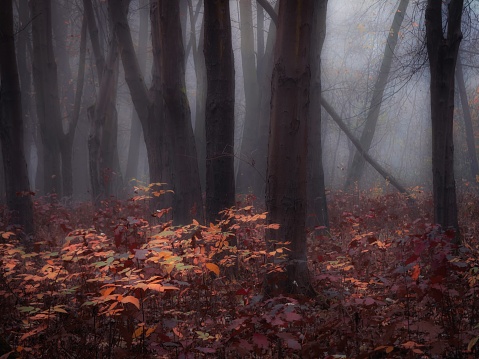 Fairytale forest in late autumn in brown tones. Misty woods with fallen leaves in the morning. Foggy moody place.