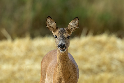 A young male deer is standing in a field with a small bird on her back. This deer and bird is in western Washington State. This is a spike with antler velvet.