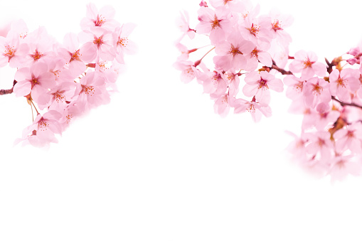Close Up Of Pink Cherry Blossom On White