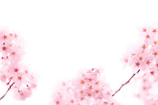 istock Pink Cherry Blossom On White 1457197503