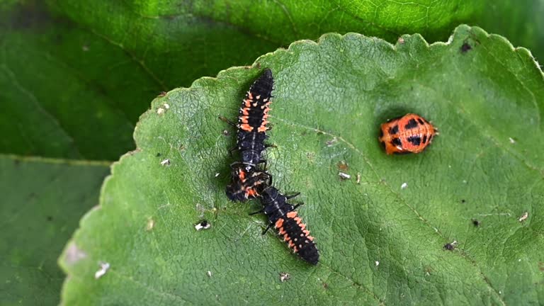 2 angles of Cannibalism with the larva of a Harlequin ladybird beetle, Harmonia axyridis, eating a larva of the same species