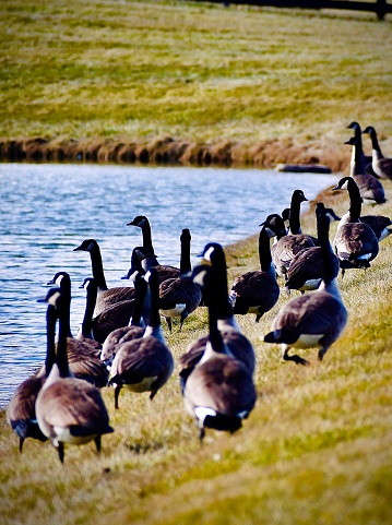 A flock of Canadian Geese prepare for the annual