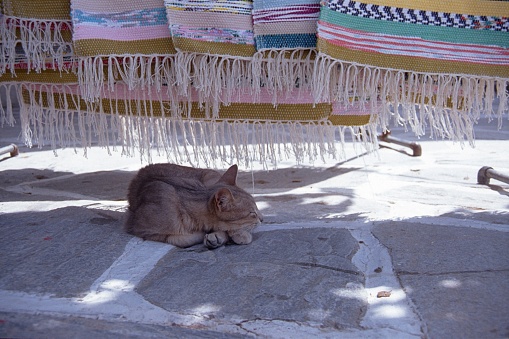 Greece, 1979. Cat sleeps in the shade under a carpeted stall at midday.