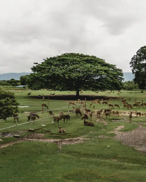 Photo of A group of deer resting on the field with a big tree at the background