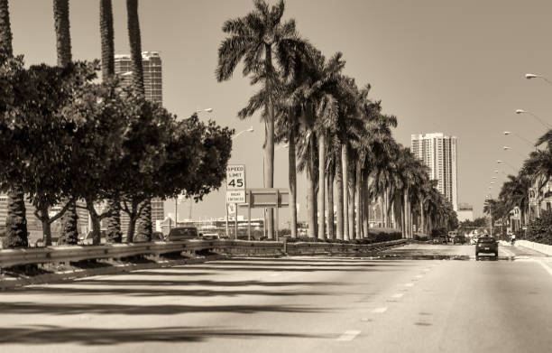 Car traffic in Miami. Cars on a tree-lined boulevard.