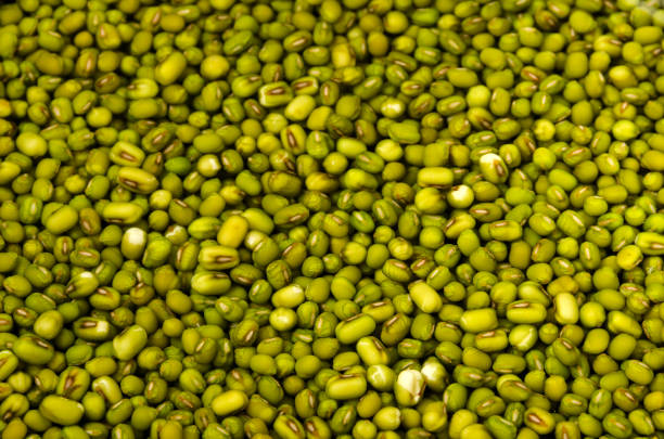istock mung bean soaked in water background and texture,Close up 1457202855