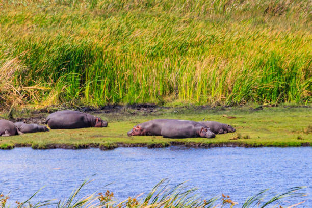 groupe d’hippopotames (hippopotamus amphibius) couchés sur les rives d’un lac dans le parc national du cratère du ngorongoro, en tanzanie - lake volcano volcanic crater riverbank photos et images de collection