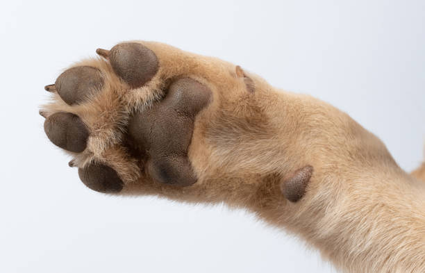 istock Clean baby dog paw 1457205265