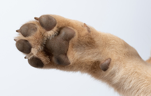 Clean baby dog paw close up view isolated on  studio background