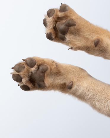 Pair of clean dog paws isolated on white studio background