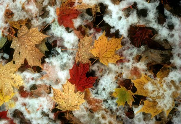 istock Leaves in Frost 1457206122