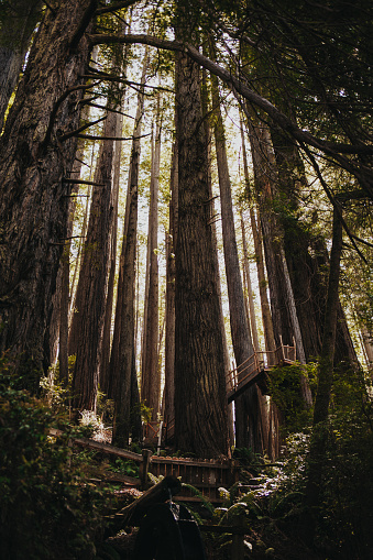 Photo that shows the height of the redwood trees with stairs climbing through them