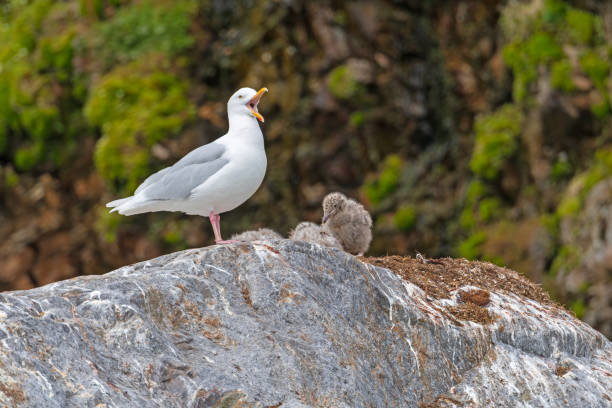 istock Glaucous Gull With Chicks in Its Nest 1457206429