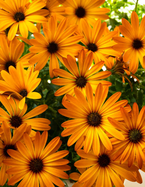 istock Beautiful bright orange flower Osteospermum 1457207819