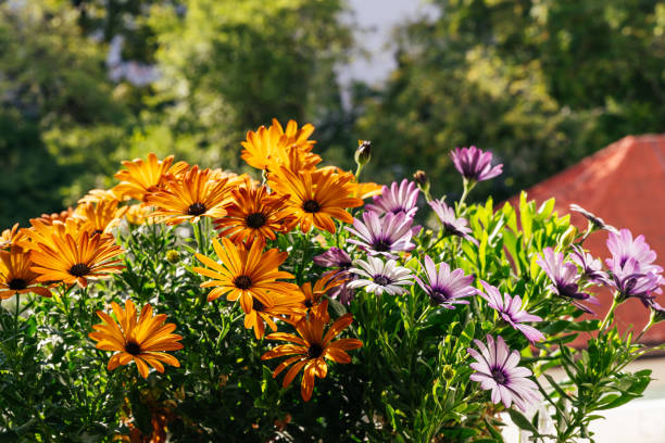 Bright Osteospermum flowers on windowsill