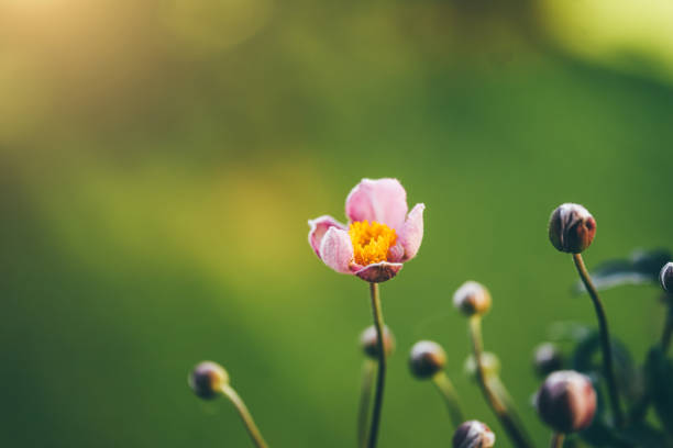 Anemone hupehensis blossom