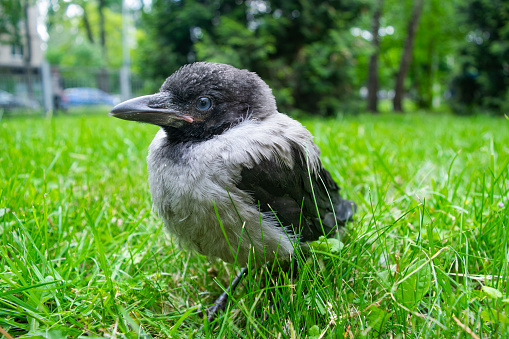 Cub of a gray crow with blue eyes in the green grass. Bird population and rearing of chicks in cities. Close-up.