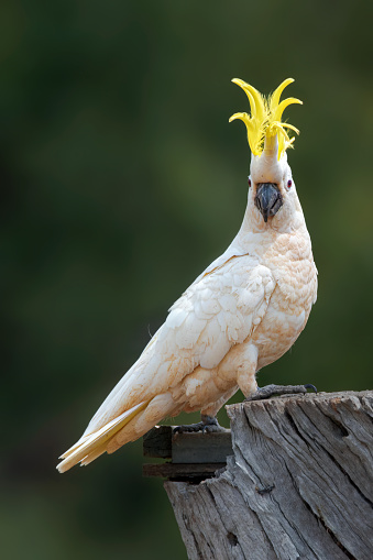 Sulphur Crested Cockatoo on an old tree stump