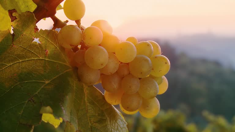 HD DOLLY: Direct Sunlight Over White Grapes