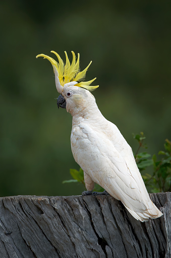 Cockatoo parrot sitting on a green tree branch in Australia. Sulphur-crested Cacatua galerita. Big white and yellow cockatoo with nature green background