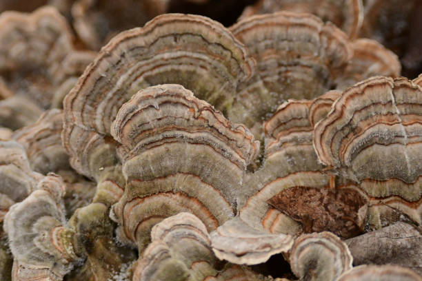 istock Turkey Tail mushroom fungi up close 1457212124