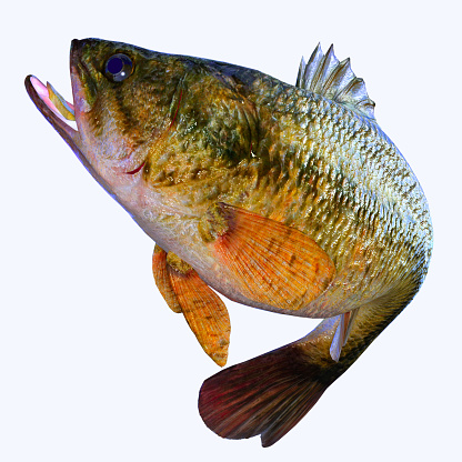 The Largemouth Bass is a popular freshwater game fish for anglers and is found in rivers, streams and lakes.