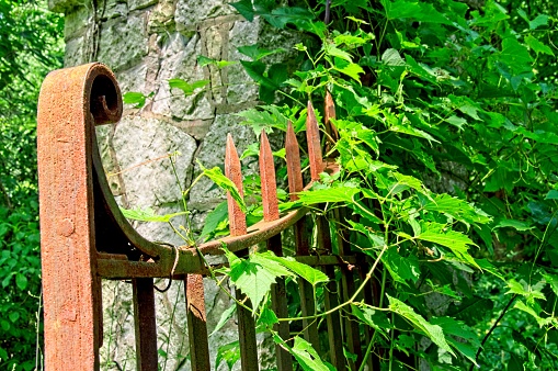 Old rusting iron gate with green vine and stone pillar at Lincoln birthplace monument in Kentucky. Vintage deteriorating gate surrounded by green foliage.
