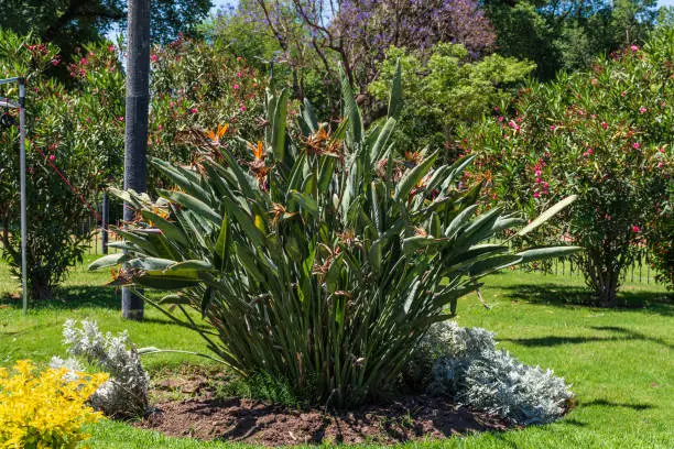 Photo of Bird-of-paradise shrub (Strelitzia reginae Banks) in bloom.