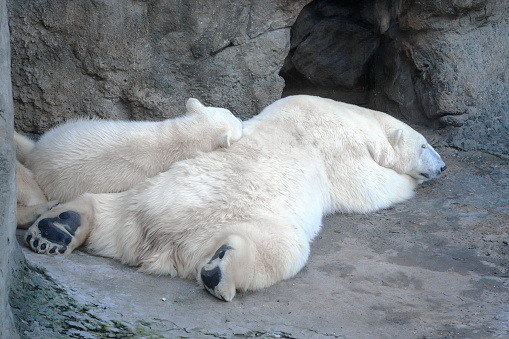 Polar Bear (Ursus Maritimus) and cub bear sleeping on a rock
