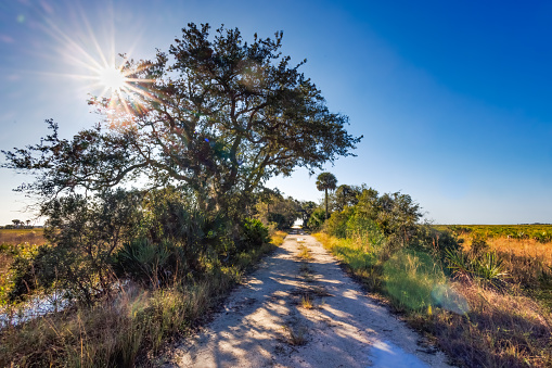 A solitary path leads through a brightly lit morning in the prairie, with a sunstar in the background through the tree.