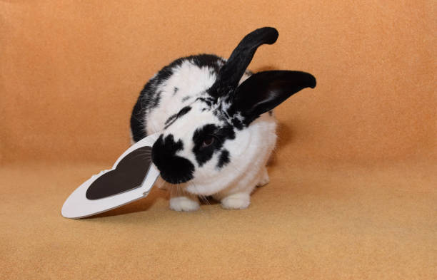 istock cute baby rabbit playing with heart shape 1457220060