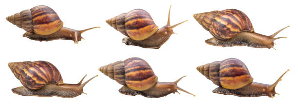 istock big helix snail isolated on white background 1457227530