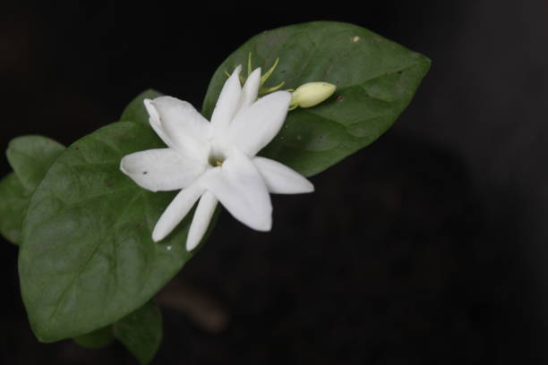 istock jasmine flowers on a dark background 1457231375