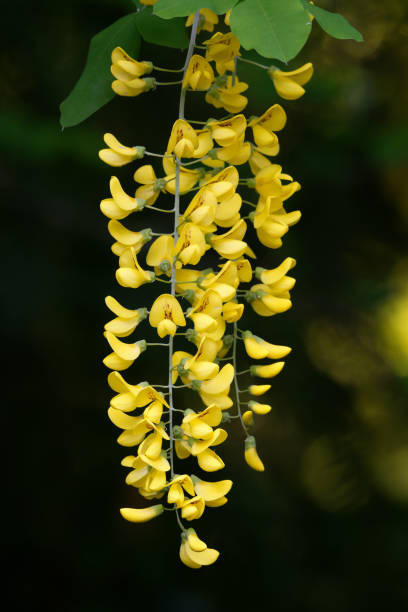 flowers from common laburnum in spring laburnum anagyroides details of the flowers from common laburnum in spring bright yellow laburnum flowers in garden golden chain tree image stock pictures, royalty-free photos & images
