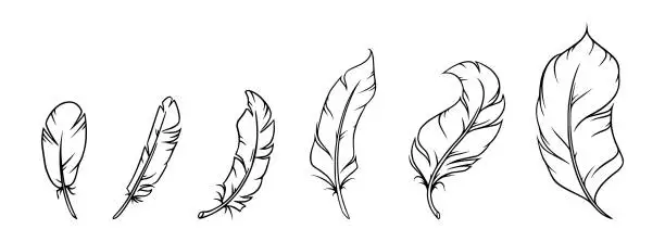 Vector illustration of Feather sketch. Feather for decoration or writing. Vector illustration