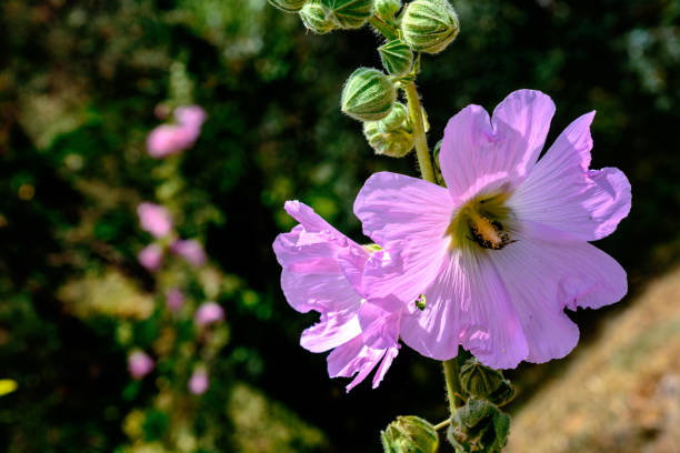 istock Flower Pink Hibiscus 1457235948