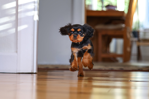 Playful Cavalier King Charles spaniel running across a wooden floor. Generic interior shot, front on view.
