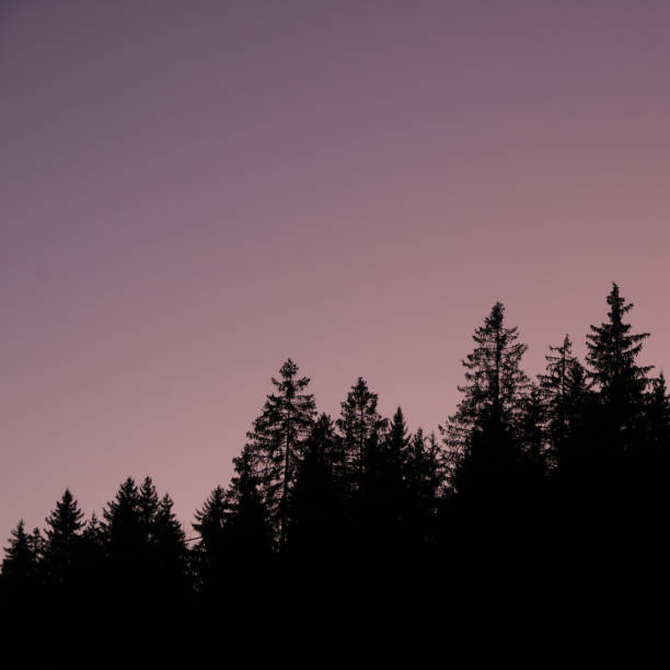 istock Outlines of tree tops at sunset. 1457236863