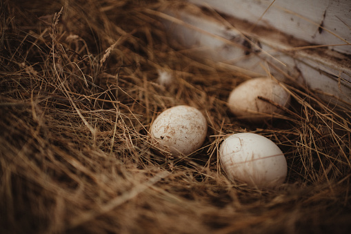 An empty bird nest on the ground with a blue egg laying next to it.