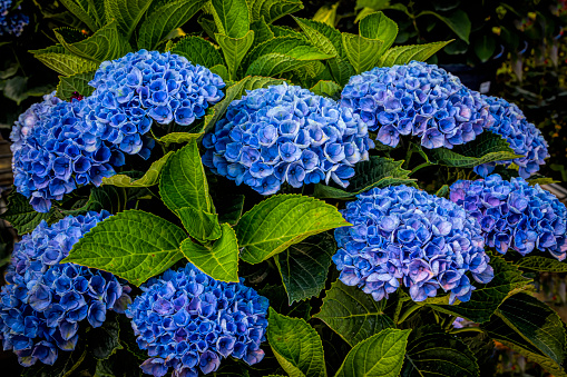 Full Frame of Bright Blue Hydrangea Flowers