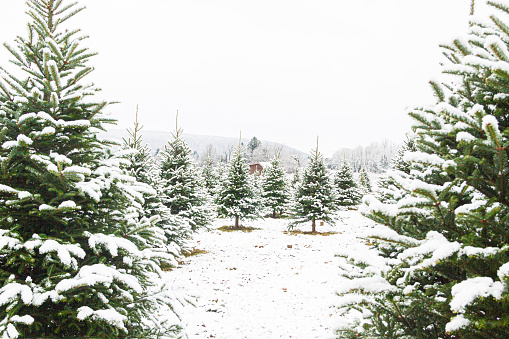 Background - Nature -Christmas Trees for Sale
