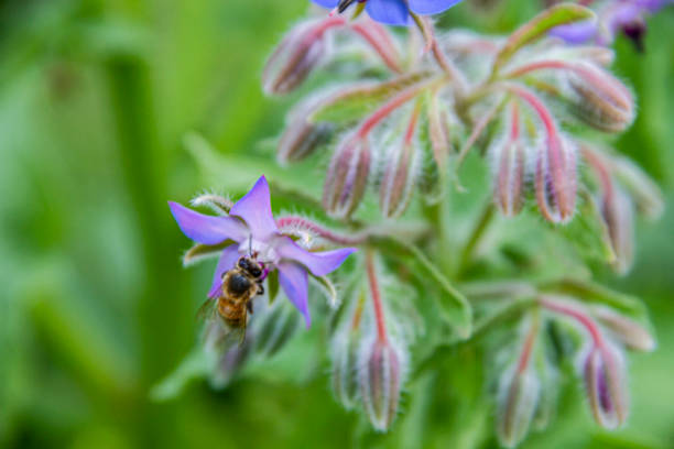 Honey Bee sipping nector from flower
