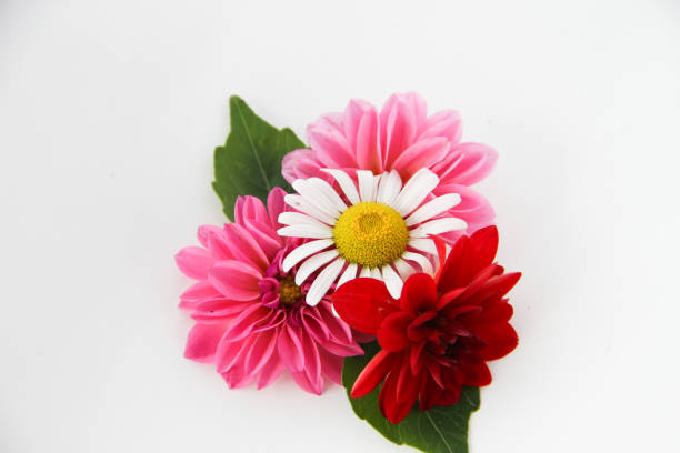 Red , Pink & White flowers on White