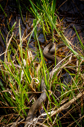 Water Snake in Swamp coiled to strike.