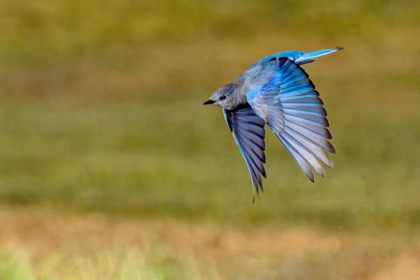 istock mountain bluebird in flight, Delta, BC, Canada 1457241810
