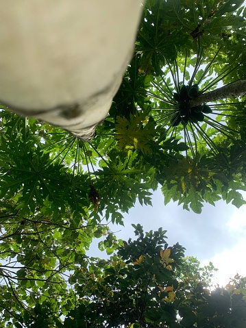 a very lush papaya tree with lots of fruit