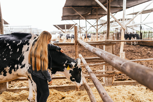 Profile of a blondie young woman caressing a cow in a stable